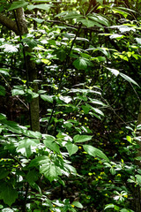 In a dense deciduous forest during a sunny summer day.
