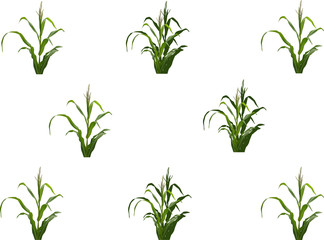 background from isolated green maize plants