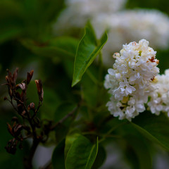 white lilac