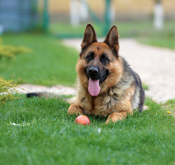 german shepherd dog