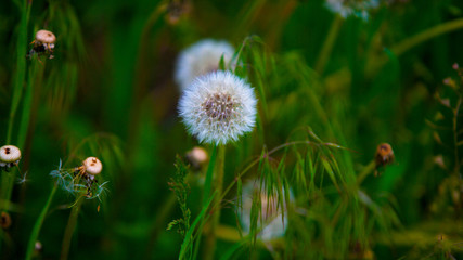 dandelions in the grass