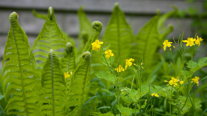 green grass with dew drops