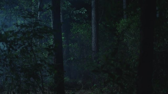 Foggy Woods at Night Dolly Shot