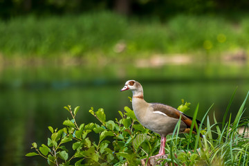 A nil goose or also called egyptian goose standing on a tree at a little lake in the Mönchbruch natural reserve in Hesse, Germany.