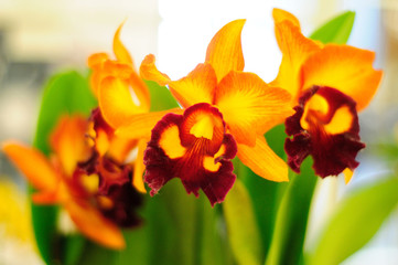 Colourful Cattleya Orchids