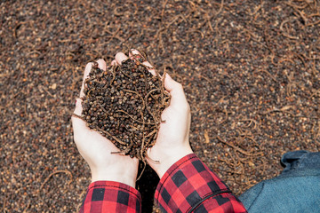 Farmer girl in red plaid shirt hand holding black pepper grains and whole blacK pepper under the sun.Agriculture Asian Thailand woman with peppercorn on hand and background.Ceylon pepper outdoor.