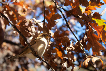 bird and autumn leaves 