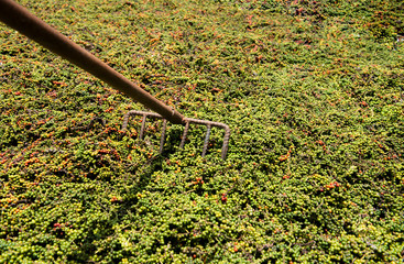 Rake iron.Iron raking for spreading pepper berries freshly plucked from the various and gathered to...