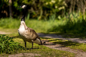 Fototapeta premium Canadian goose standing next to a little lake at the Mönchbruch natural reserve in Hesse, Germany.