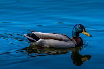 A male mallard swimming a a little lake in the Mönchbruch natural reserve in Hesse, Germany.