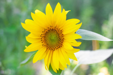 Small bright yellow sunflower on a green background