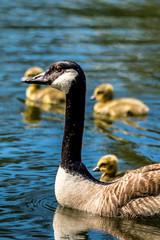 A family of canadian geese swimming on a little lake at a natural reserve called Mönchbruch in Hesse, Germany.