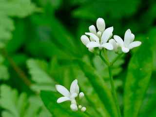 Fototapeta premium woodruff medicinal plant with flower