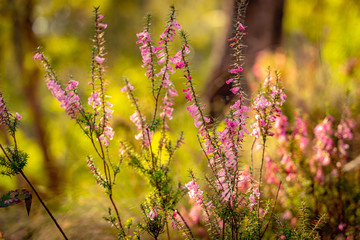 Epacris impressa - a native Australian bush flower