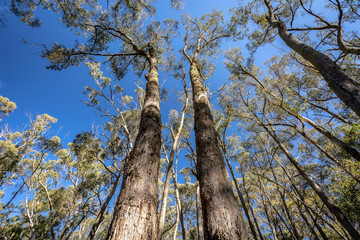 Upright view of the Australian eucalyptus trees in Lerderderg State Park, Victoria, Australia © Alexander