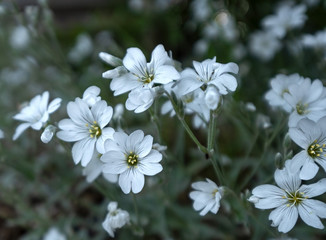 Little white flowers blooming in forest of British Columbia.