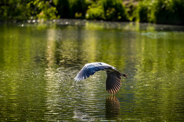 A common grey heron flying over a little lake at the Mönchbruch natural reserve in Hesse, Germany.