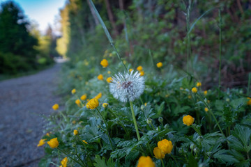 Dandelion and yellow flowers blooming near the roadside. Free life concept.