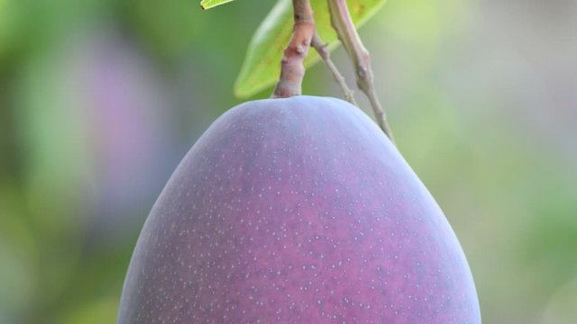Ripe mango fruit hanging in a peduncle of a branch in a mango tree