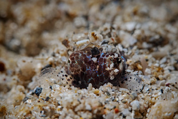Berrys Stummelschwanz-Sepia, Berry`s Bobtail Squid (Euprymna berryi)