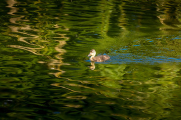 A little lonesome duckling swimming in a little lake at the Mönchbruch natural reserve in Hesse, Germany.