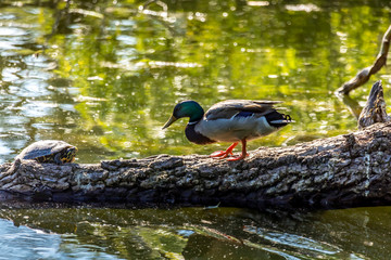 A male mallard swimming a a little lake in the Mönchbruch natural reserve in Hesse, Germany.