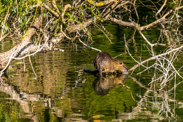 A nutria climbing on a tree in a little lake at a natural reserve called Mönchbruch in Hesse, Germany.
