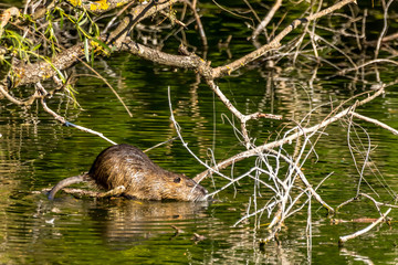 A nutria climbing on a tree in a little lake at a natural reserve called Mönchbruch in Hesse, Germany.