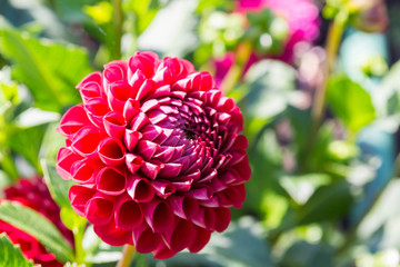 red dahlia flower