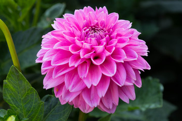 pink dahlia flower