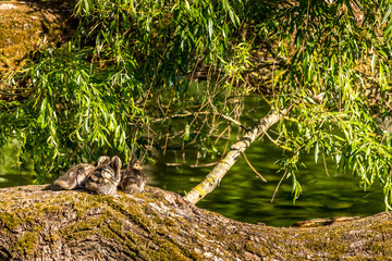 Ducklings sitting close together on an old tree in a little lake in the Mönchbruch natural reserve in Hesse, Germany.