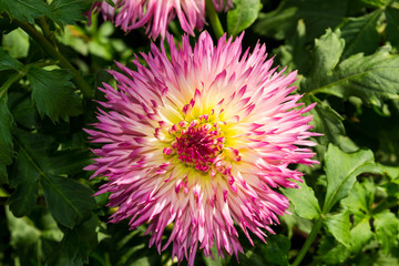 pink dahlia flower