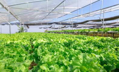 Organic hydroponic vegetables conservatory plantation.Horticulture in cultivation greenhouse farm.