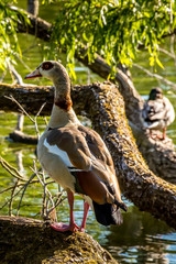 A nil goose or also called egyptian goose standing on a tree at a little lake in the Mönchbruch...