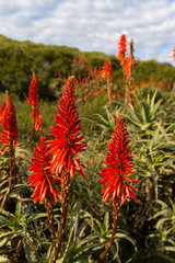Aloe Vera flowers in full bloom in the Karoo, South Africa