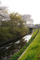 桜　春　桜並木　川沿い　お花見
