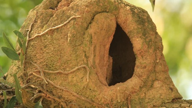 Mud house, nest of Furnarius rufus, Joao de barro, with roots and plants growing around it