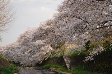 桜　春　桜並木　川沿い　お花見