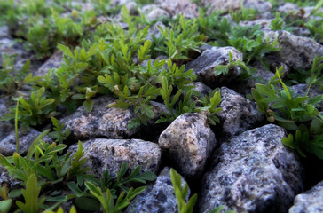 Grass Growing Through Crushed Stones Background 
