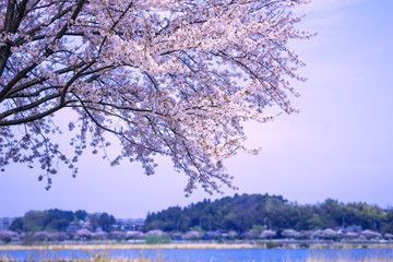 里山と湖と桜の花と