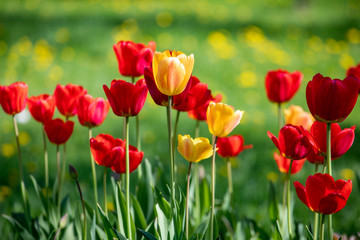 Red and yellow tulips on a background of green grass