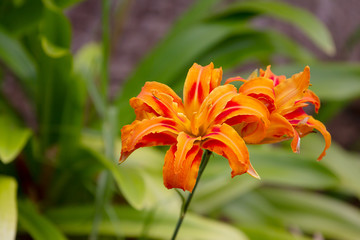 Flame lily with two blooms in a garden. It is bright orange 