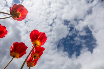 Obraz premium Red and yellow tulips against the sky with clouds