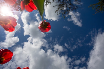 Red and yellow tulips against the sky with clouds