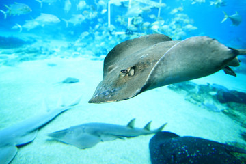 Obraz premium Closeup view of a manta ray while diving