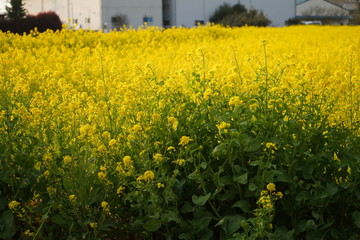 菜の花畑　春　菜の花　満開