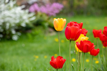 Red and yellow tulips on a background of green grass