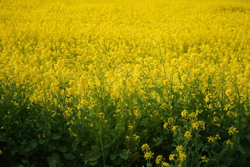 Fototapeta premium 菜の花畑 春 菜の花 満開