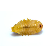 Close up of dead asian hornet larva larvae insect. Poisonous venom animal. isolated on the white background.