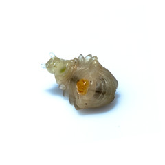 Close up of dead asian hornet larva larvae insect. Poisonous venom animal. isolated on the white background.